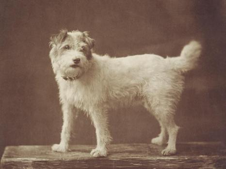 Caesar, le chien favoris d'Edward VII